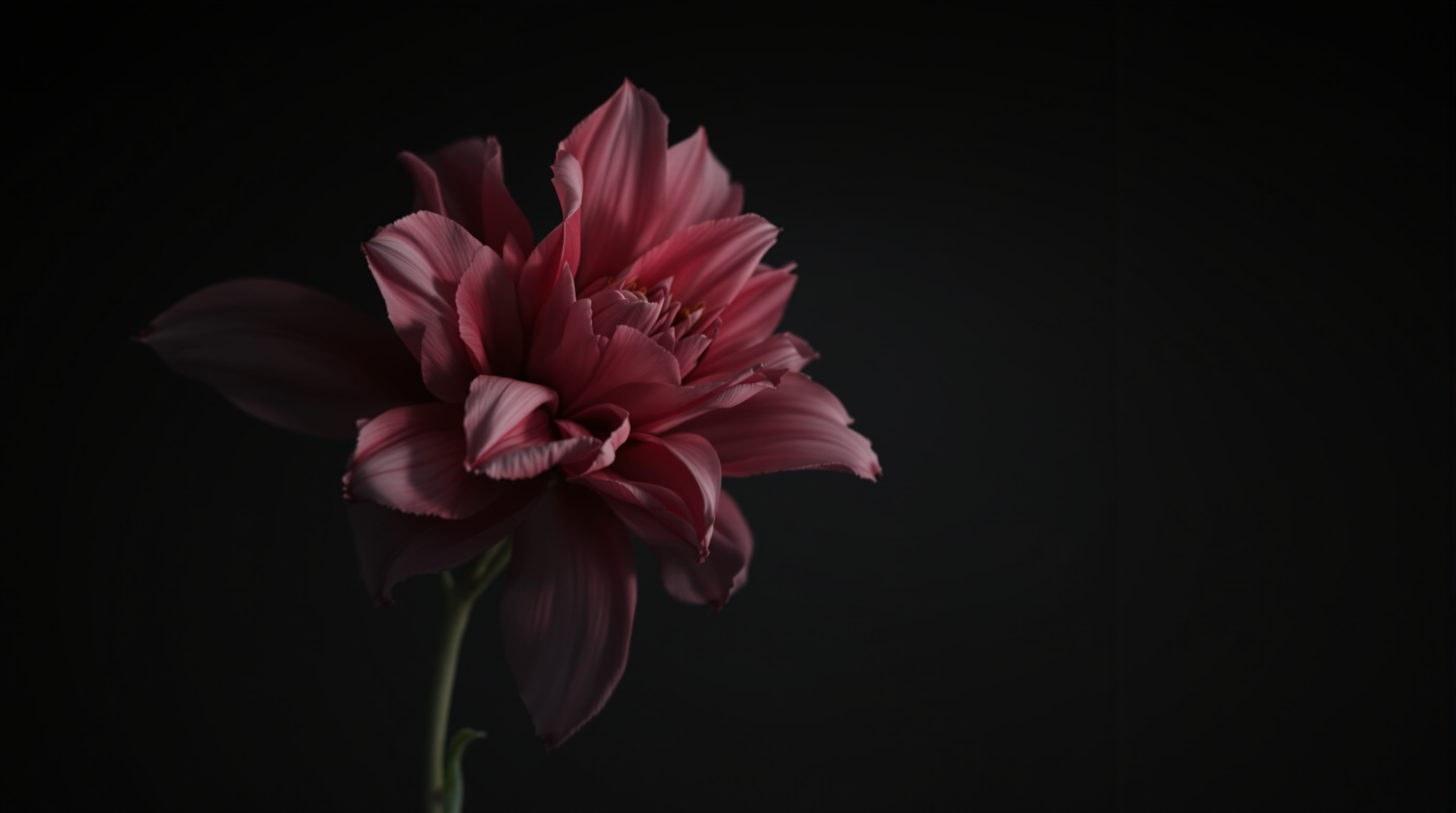 Photographie de fleurs — nature morte par John